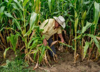 Rescate de la milpa maya