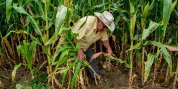Rescate de la milpa maya