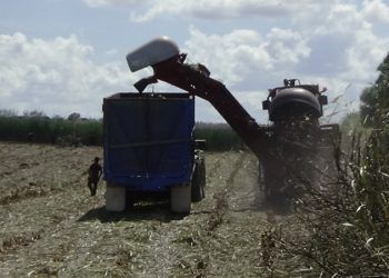 Complicado inicio de zafra: No hay mano de obra