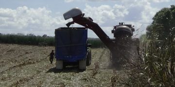 Complicado inicio de zafra: No hay mano de obra