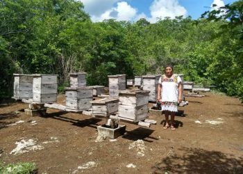 Urge mirar de nuevo a la apicultura Quintanarroense
