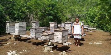 Urge mirar de nuevo a la apicultura Quintanarroense