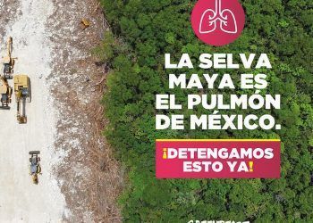 Lanza Green Peace Nueva Estrategia En Favor De La Selva Maya