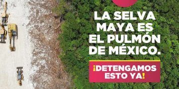 Lanza Green Peace Nueva Estrategia En Favor De La Selva Maya