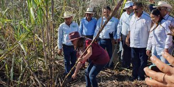 Histórico machetazo de inicio de zafra de Mara Lezama