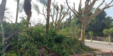 Municipio de la zona maya atenta contra la naturaleza