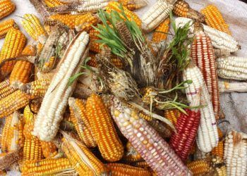 El Xok k’iin  aún son conocimientos vigentes en la práctica del ichkool o la milpa maya