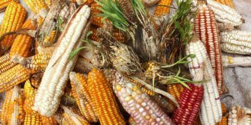El Xok k’iin aún son conocimientos vigentes en la práctica del ichkool o la milpa maya
