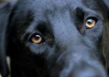 Envenenan a Vicky y dejó a la orfandad a sus cachorros