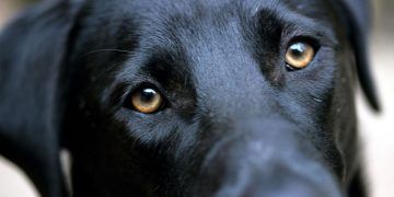 Envenenan a Vicky y dejó a la orfandad a sus cachorros