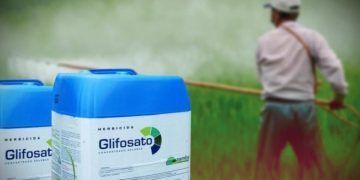 El maíz transgénico, glifosato y el TLCAN