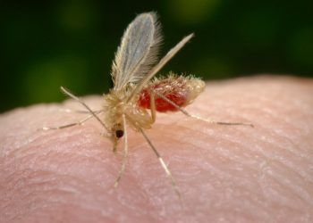 Mosca chiclera en el Tren Maya; la maldición de los espíritus del bosque.