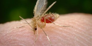 Mosca chiclera en el Tren Maya; la maldición de los espíritus del bosque.