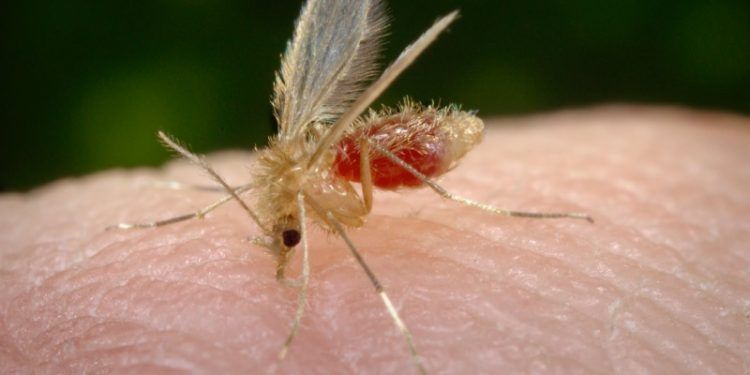 Mosca chiclera en el Tren Maya; la maldición de los espíritus del bosque.