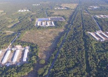 “Ni un cerdito más”; granjas porcícolas en península de Yucatán