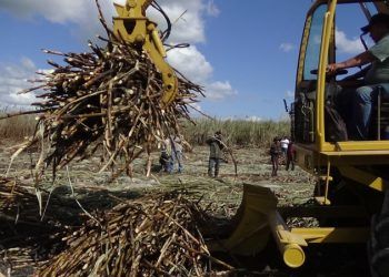 Precio histórico para cañeros de Quintana Roo, rebasan los 900 pesos por tonelada