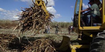Precio histórico para cañeros de Quintana Roo, rebasan los 900 pesos por tonelada