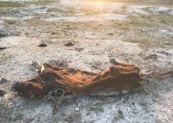 Reportan primeras muertes de ganado por sequía en Quintana Roo