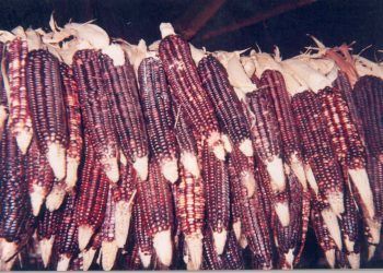 Jomshuk: la génesis del maíz en la tradición oral popoluca