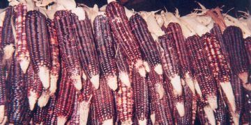 Jomshuk: la génesis del maíz en la tradición oral popoluca