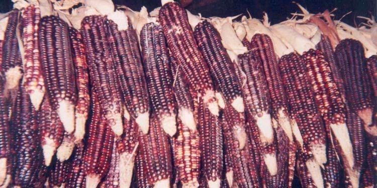 Jomshuk: la génesis del maíz en la tradición oral popoluca