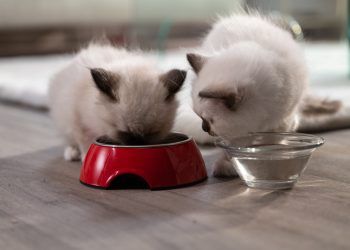 ¡Llegó el mes de la adopción gatuna!: ¿Estás listo para el nuevo integrante de la familia? 