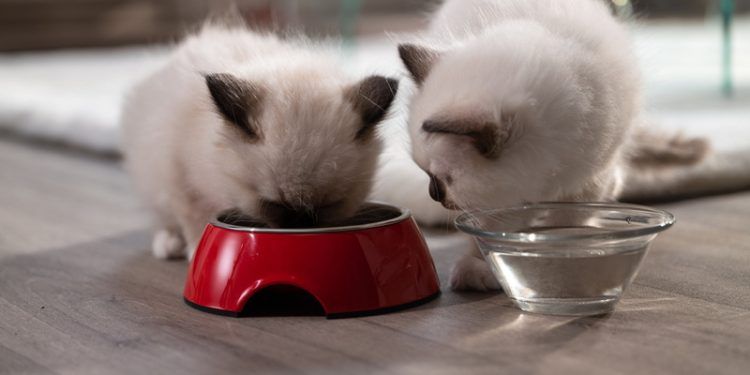 ¡Llegó el mes de la adopción gatuna!: ¿Estás listo para el nuevo integrante de la familia?