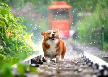 Protege a tu mascota de las altas temperaturas