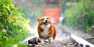 Protege a tu mascota de las altas temperaturas