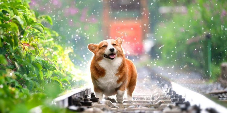 Protege a tu mascota de las altas temperaturas