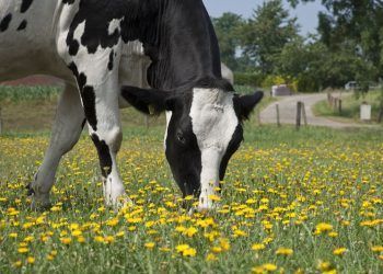 Día Mundial de la Leche: Los productos lácteos ocupan el 4to lugar en el PIB de la industria alimentaria en México