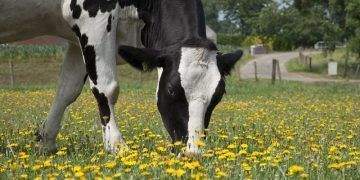 Día Mundial de la Leche: Los productos lácteos ocupan el 4to lugar en el PIB de la industria alimentaria en México