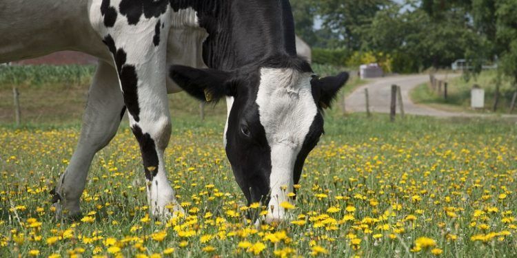 Día Mundial de la Leche: Los productos lácteos ocupan el 4to lugar en el PIB de la industria alimentaria en México