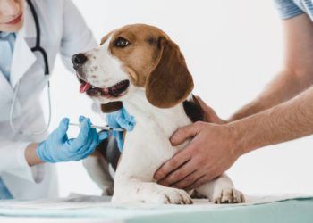 Conoce las enfermedades que los animales pueden transmitir a los seres humanos