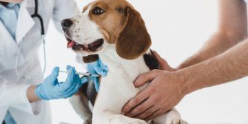 Conoce las enfermedades que los animales pueden transmitir a los seres humanos