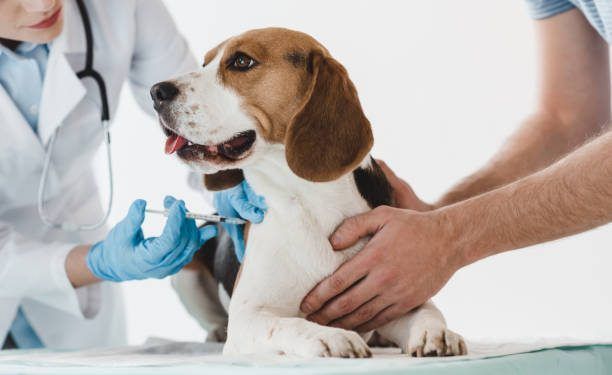 Conoce las enfermedades que los animales pueden transmitir a los seres humanos