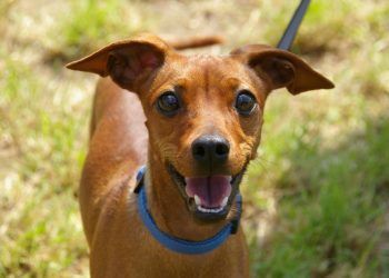 Día Mundial del Perro: ¿Cuándo debo bañar y desparasitar a mi mascota? 