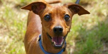 Día Mundial del Perro: ¿Cuándo debo bañar y desparasitar a mi mascota?