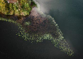 Siete startups fueron seleccionadas para participar en el programa Innovation for Ecosystem Restoration: Latam 2023