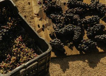 ¿Qué nos dice el año de cosecha de un vino?