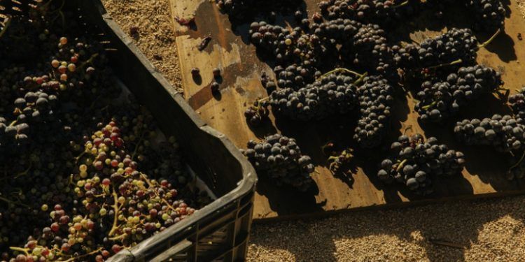 ¿Qué nos dice el año de cosecha de un vino?