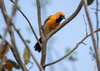 Celebrando a las Aves Migratorias con Aviturismo en Uxuxubi