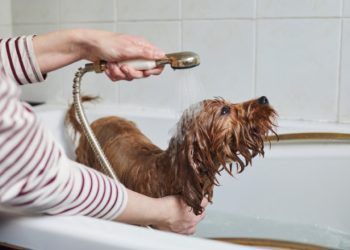 ¿Cómo cambiar la vida de un perro sin hogar?