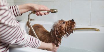 ¿Cómo cambiar la vida de un perro sin hogar?