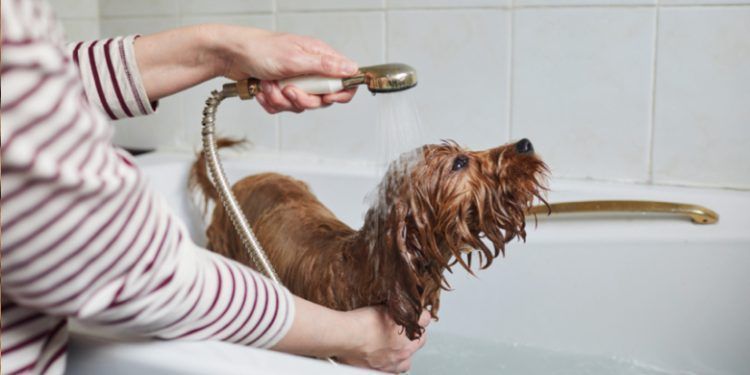 ¿Cómo cambiar la vida de un perro sin hogar?