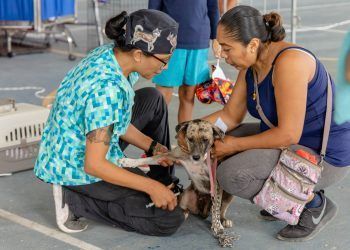 Gobierno de Diego Castañón activa campaña de esterilización canina y felina en Tulum