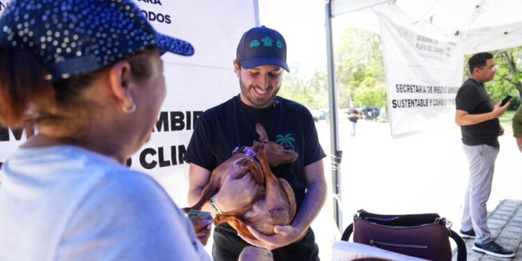 Avanza padrón de mascotas en Playa del Carmen; realizan segunda entrega de microchips