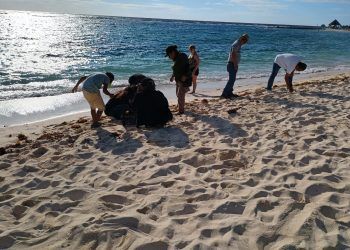 Secundaria Técnica No. 23 «Juan Rulfo» vive una experiencia de educación ambiental en Bahia Principe Riviera Maya Resort