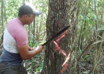 Quintana Roo avanza en la obtención de la Indicación Geográfica del Chicle Maya
