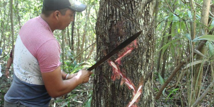 Quintana Roo avanza en la obtención de la Indicación Geográfica del Chicle Maya